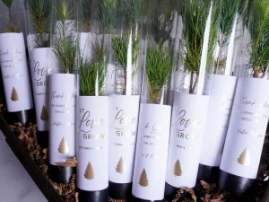 Let Love Grow Gift Tree